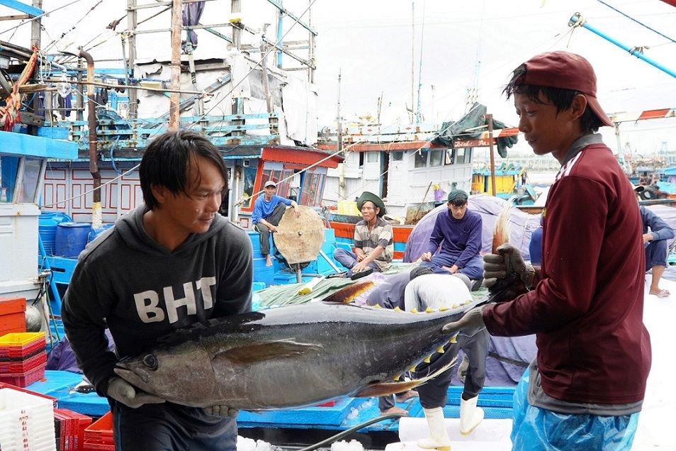 Quang Ngai fishermen have a bumper catch of tuna in the days leading up to the Binh Ngo Lunar New Year 2026. Photo: Vien Nguyen