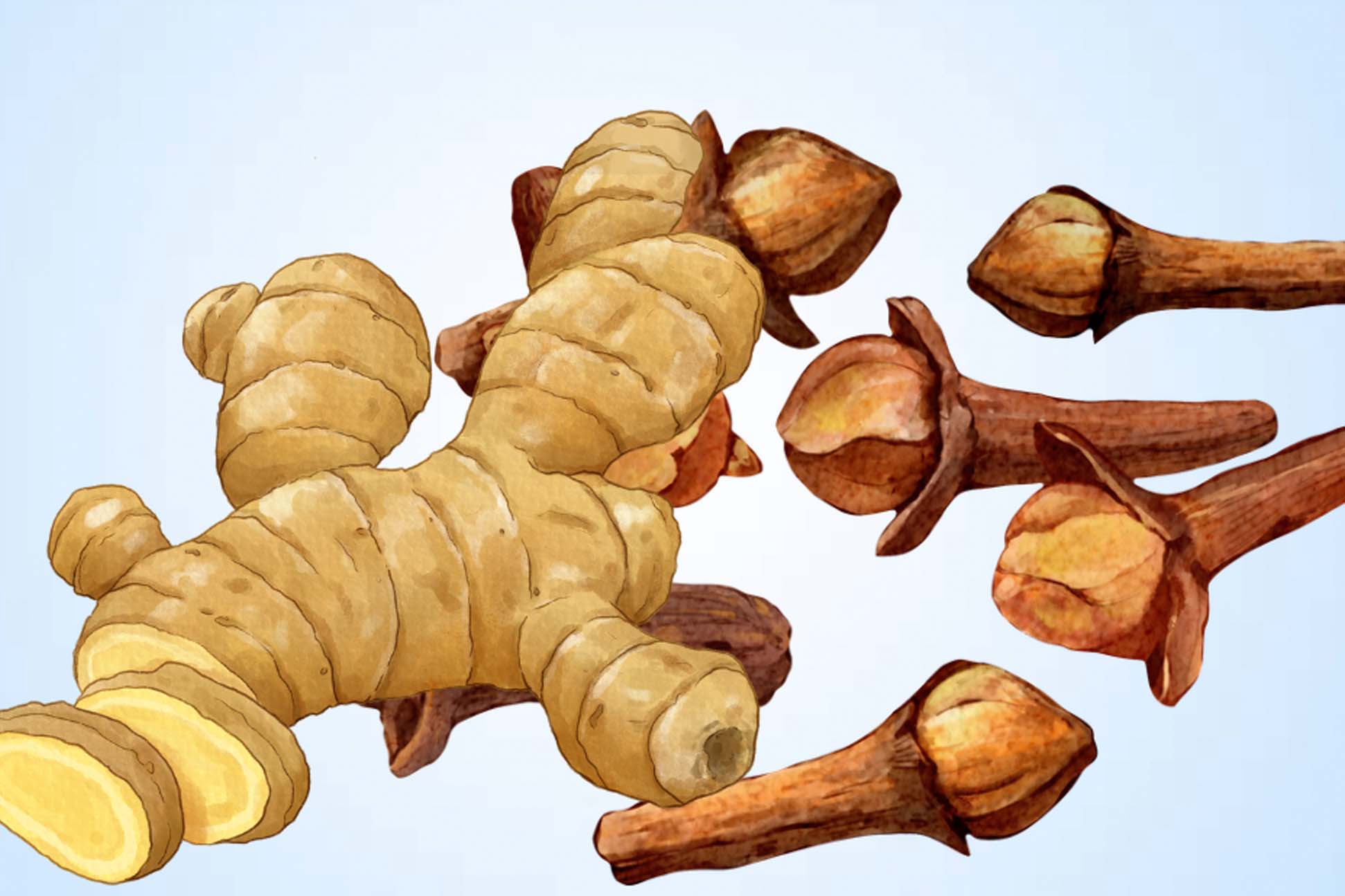 Đinh hương and ginger: Comparing the effectiveness of reducing bloating and supporting digestion. Graphics: Thien Nhan