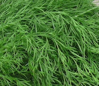 Few people expect to add dill in their diet as a natural way to supplement calcium. Photo: Kieu Vu