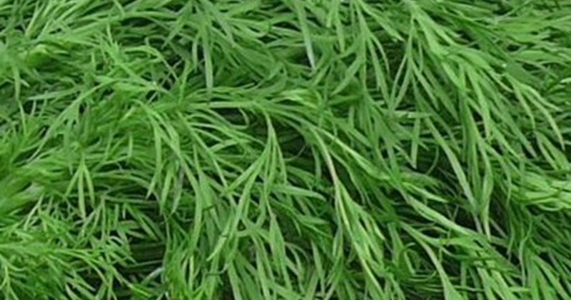 Bổ sung canxi từ loại rau thơm quen thuộc