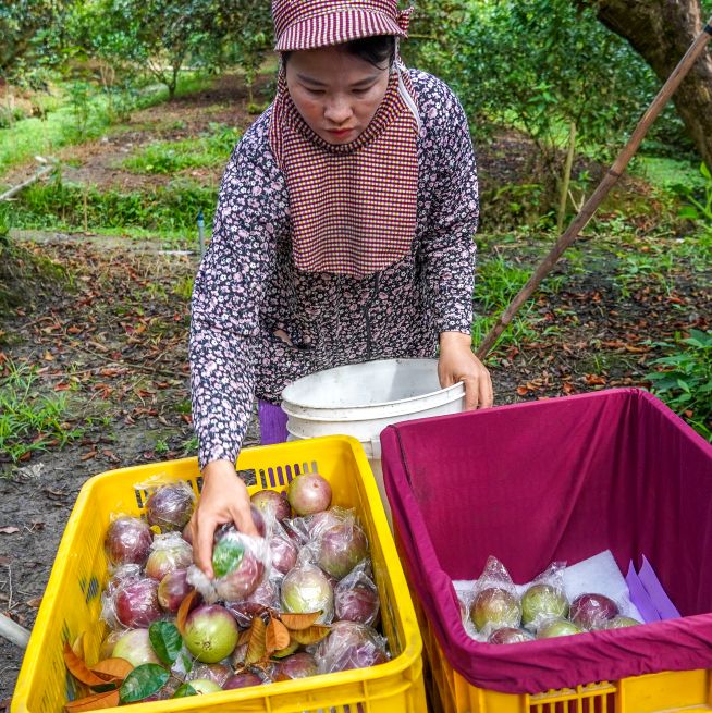 Thành viên HTX Nông nghiệp Lộc Mãi thu hoạch vú sữa phục vụ xuất khẩu và tiêu thụ nội địa. Ảnh: Phương Anh