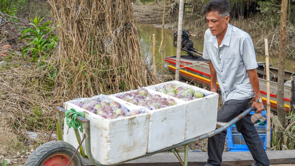 Ông Sử Quốc Lộc vận chuyển những thùng vú sữa vừa thu hoạch để vào sơ chế, đóng gói. Ảnh: Phương Anh