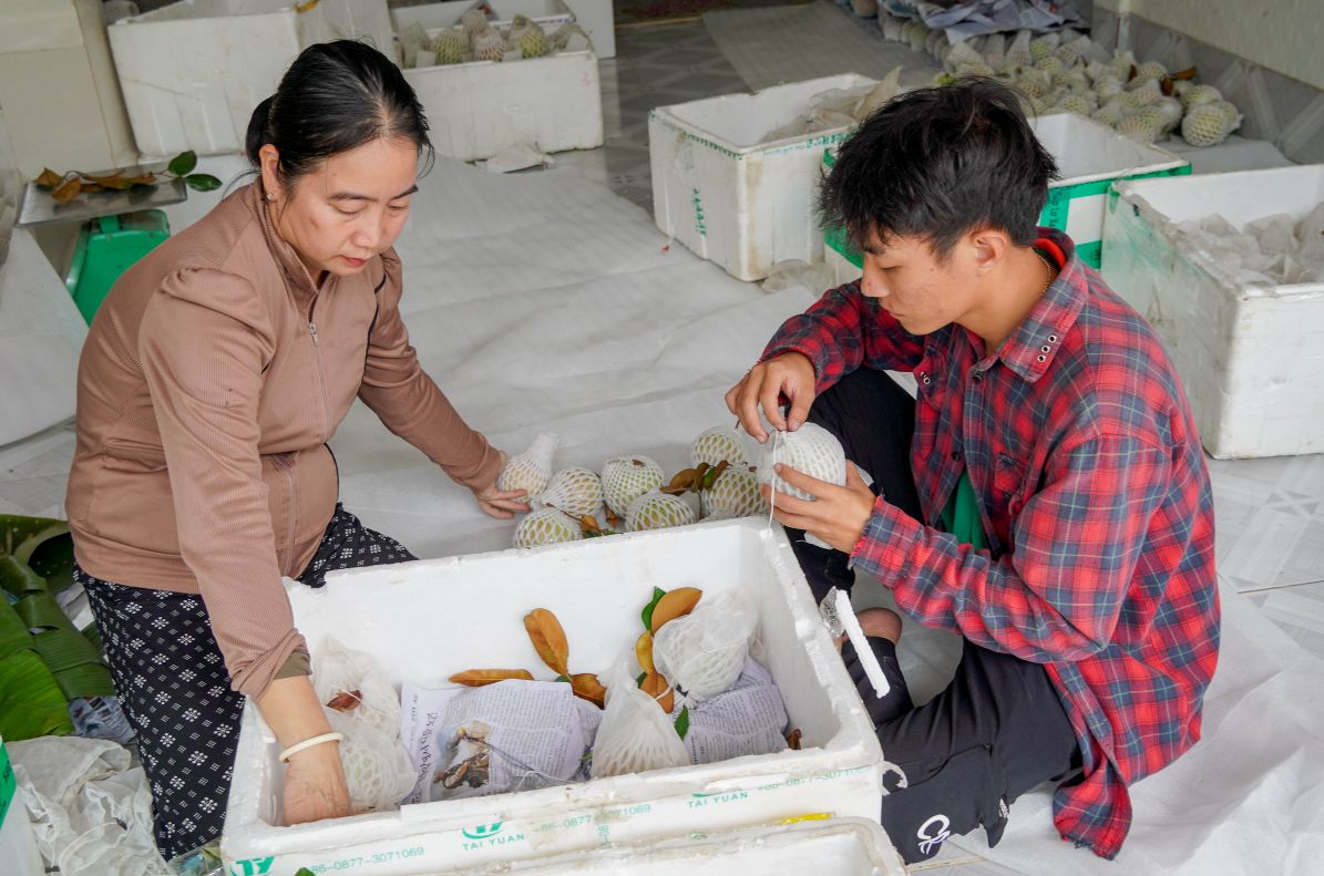 Nông dân kiểm tra chất lượng trái trước khi đưa vào kho sơ chế. Ảnh: Phương Anh