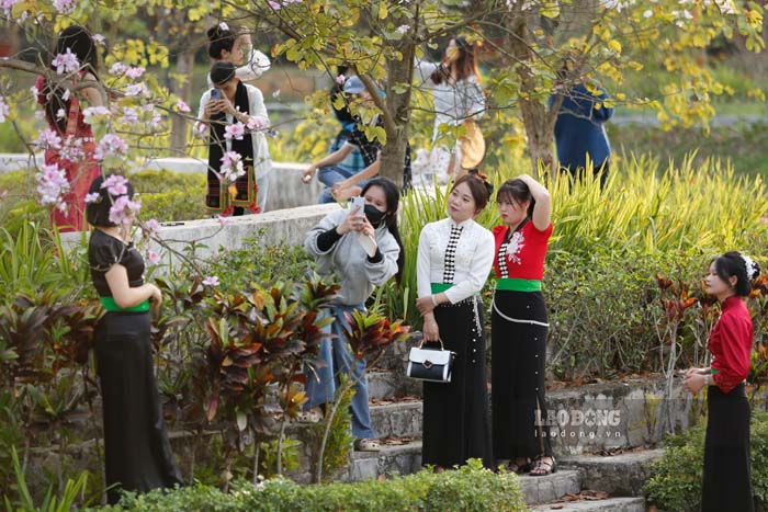 ディエンビエンの人々は、テト(旧正月)明けにバン花の写真を撮るのに忙しい。写真:クアン・ダット