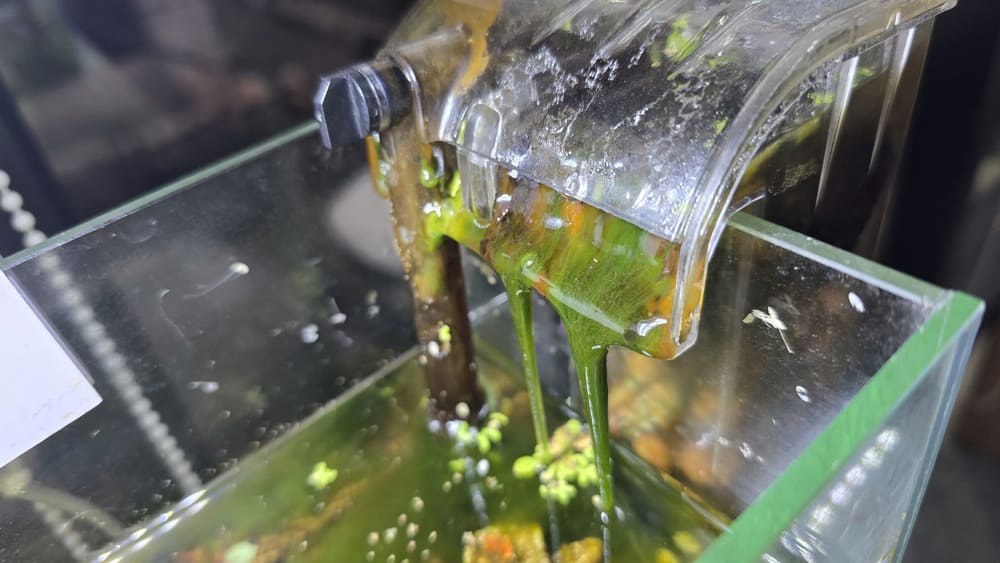 観賞用エビの水槽に多くの苔が生えている場合の効果的な解決策のいくつか。写真:トゥアン・ダット