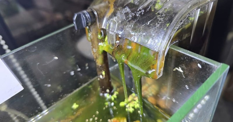 4 giải pháp cho bể tôm cảnh bị rêu tảo
