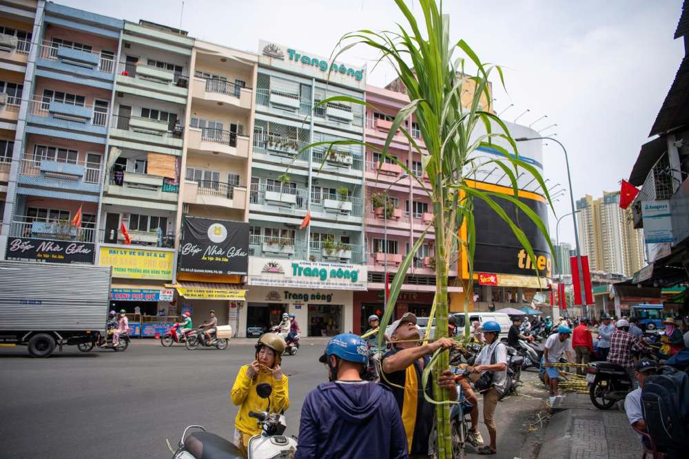 Từ các tỉnh miền Tây, tiểu thương vận chuyển hàng tấn mía “tài lộc” lên TPHCM để phục vụ nhu cầu người dân mua về cúng Thần Tài trong dịp đầu năm. Ảnh: Thái Bảo.