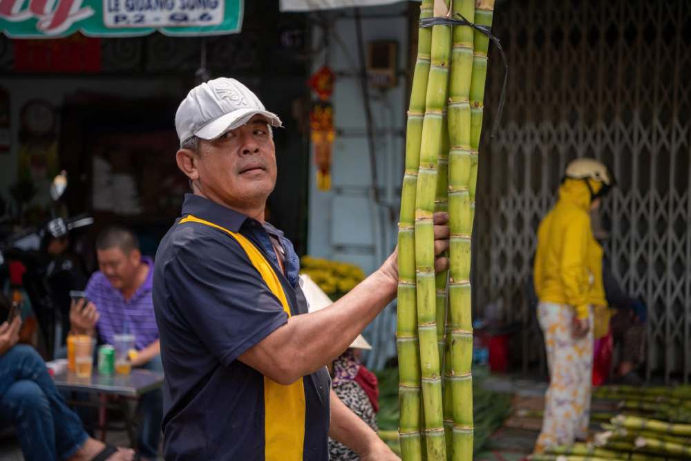 Mía thường được bó sẵn thành từng bó 6 cây. Khách mua trọn bó sẽ được giảm giá, song phần lớn người dân vẫn lựa chọn từng cây riêng lẻ để ghép thành cặp mía vừa ý nhất mang về cúng lễ. Ảnh: Anh Tú.