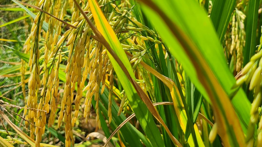 Đối với trà lúa chuẩn bị thu hoạch không ảnh hưởng do hạn, mặn. Ảnh: Nhật Hồ.