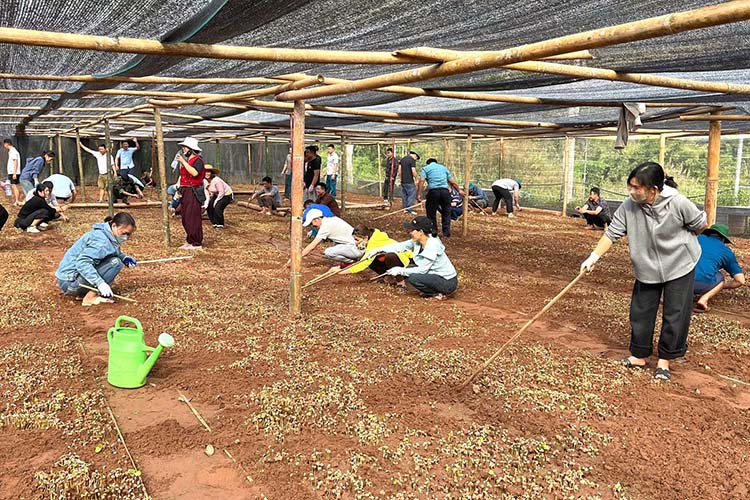 Officials, civil servants, public employees and workers of Muong Cha commune, Dien Bien province participate in taking care of coffee nurseries. Photo: Muong Cha commune provided