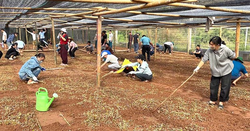 Điện Biên ươm hàng triệu cây giống cà phê, hướng tới 25.000 ha