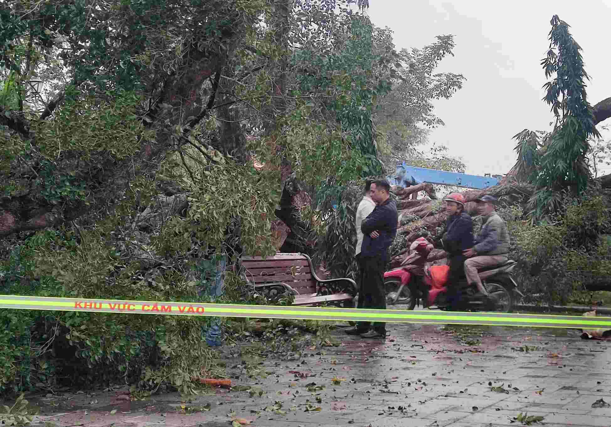 Functional forces have stretched ropes around the scene of the fallen tree. Photo: Anh Phung