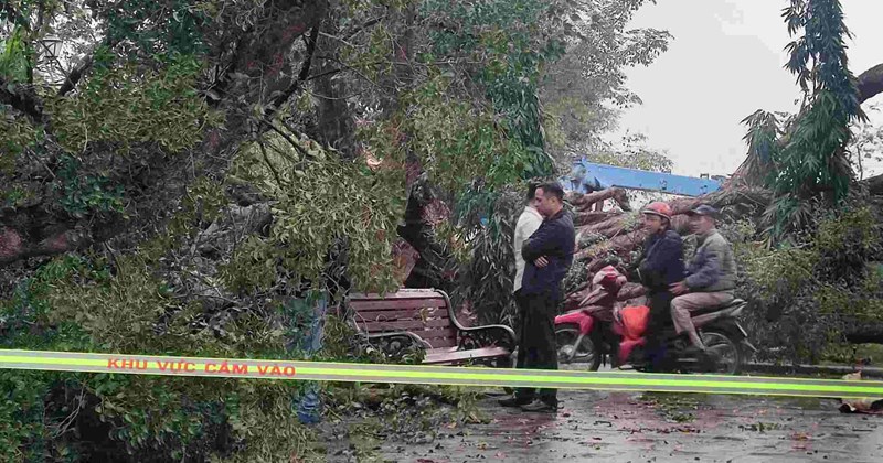Cây đổ ở vườn hoa Hà Nội, một người bị thương