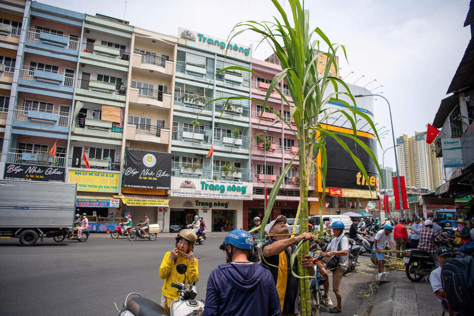 Ho Chi Minh City residents bustlingly go to buy golden sugarcane before the Jade Emperor's Day