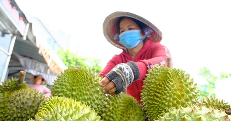 Điểm nghẽn lớn nhất cản sầu riêng Việt Nam tăng tốc năm 2026