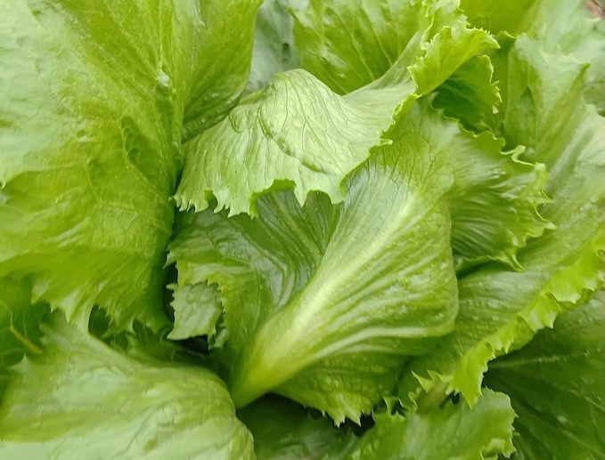 Housewives can take advantage of the liver recovery support ability of lettuce in their family's diet. Photo: Kieu Vu