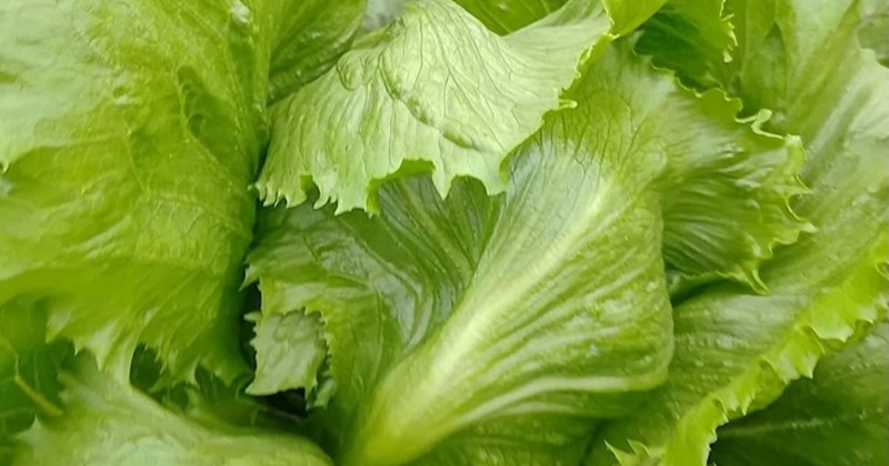 Phục hồi gan tự nhiên sau Tết nhờ rau sống