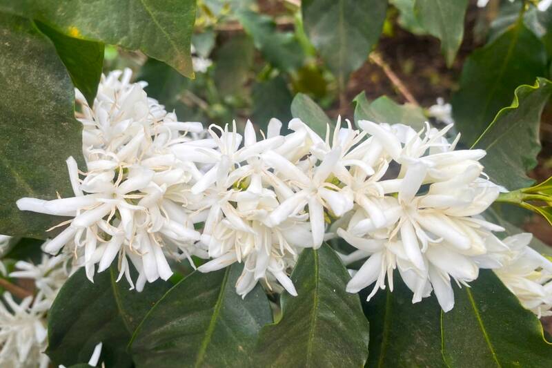 Hoa cà phê nở rộ thu hút ong rừng về hút mật. Ảnh: Nhật Minh