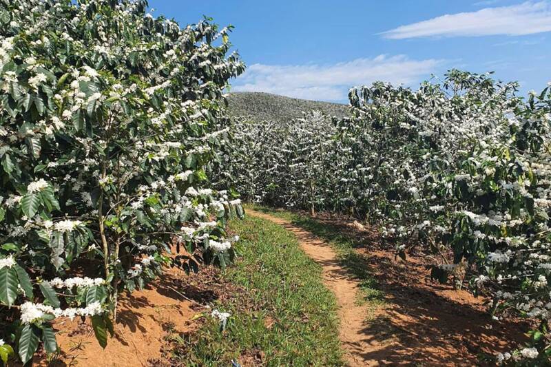 Ven đường lên nương hoa cà phê nở trắng tinh khôi. Ảnh: Nhật Minh