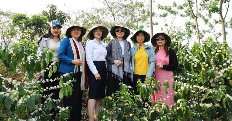 Sơn La: Mùa hoa cà phê nở rộ, nhuộm trắng đồi
