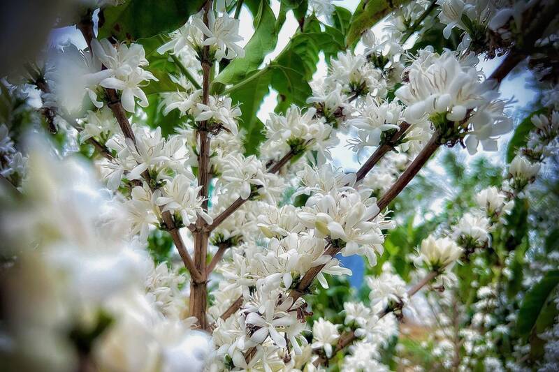 Hoa cà phê Arabica Sơn La có năm cánh, nở trắng tinh khôi, hương dịu nhẹ. Ảnh: Nhật Minh