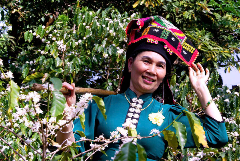 Hoa cà phê nở trắng nương đồi tại phường Chiềng An. Ảnh: Nhật Minh