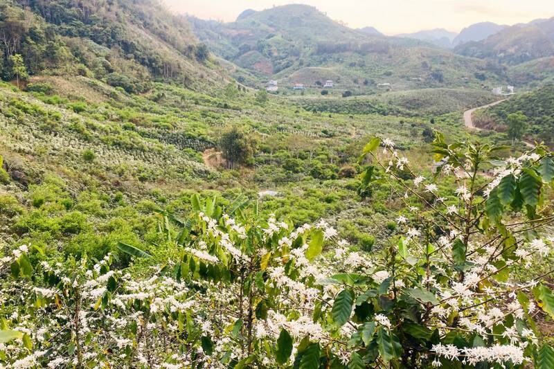 Hoa cà phê bung nở khắp nương đồi bản Sẳng, phường Chiềng An. Ảnh: Trường Sơn