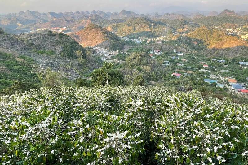 Những đồi cà phê xã Chiềng Mai vút tầm mắt hoa đã nở rộ. Ảnh: Trường Sơn