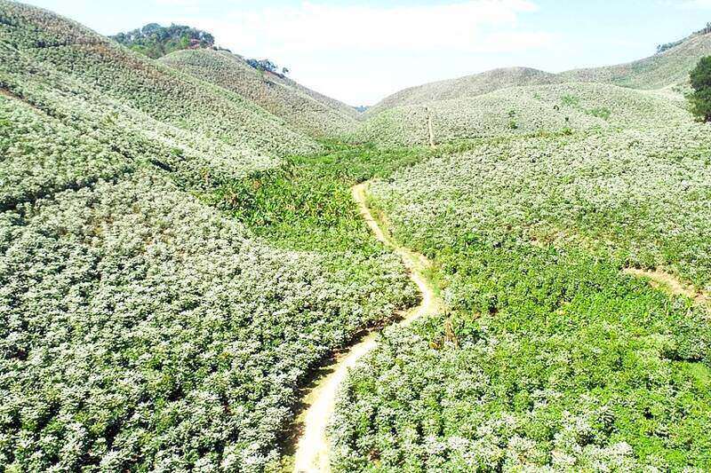 Coffee flowers bloom, dyeing the hillsides of Son La white. Photo: Nhat Minh