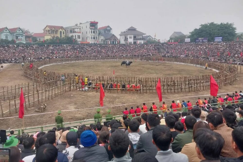 Lễ hội chọi trâu xã Hải Lựu. Ảnh: Long Doãn.