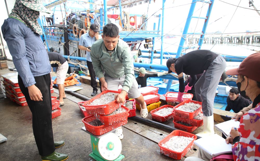 Fishing boats dock at Nam Cua Viet fishing port after the first sea trip of the year, carrying squid and caught fish. Photo: Hung Tho