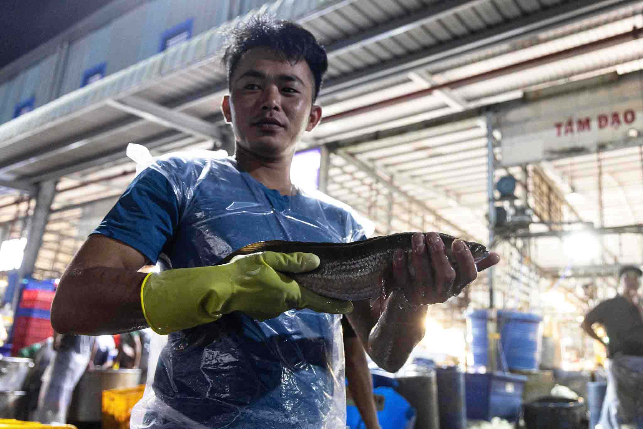 Cá lóc từ các tỉnh miền Tây được vận chuyển về chợ xuyên đêm để kịp giao cho tiểu thương