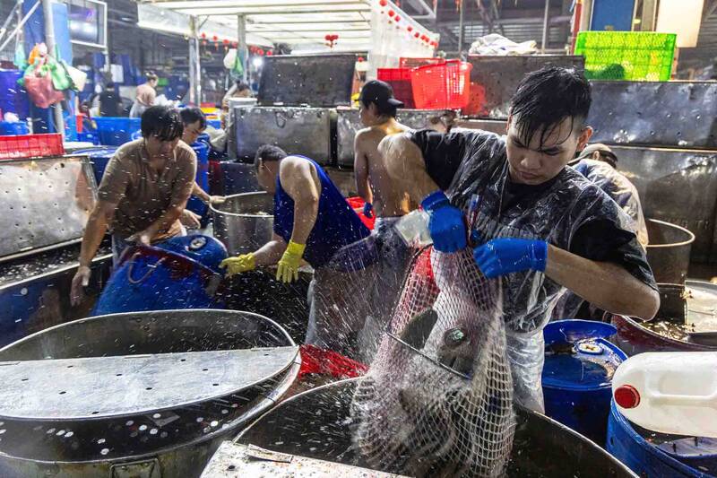 Không khí mua bán cá lóc sôi động tại Chợ đầu mối Bình Điền những ngày cận vía Thần Tài. Ảnh: Lê Bảo