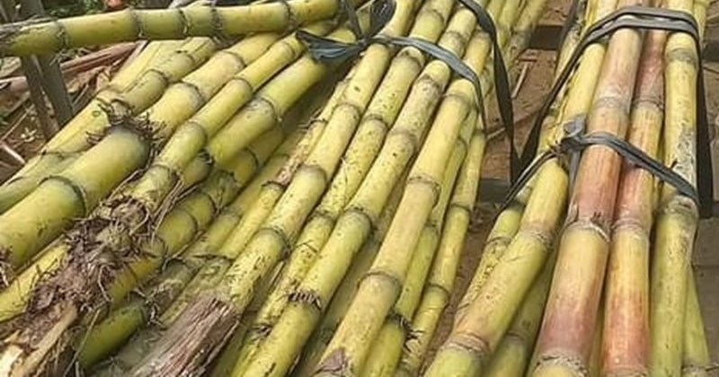 Cây kế sữa: Loại cây ít ai để ý, tốt cho gan và thận