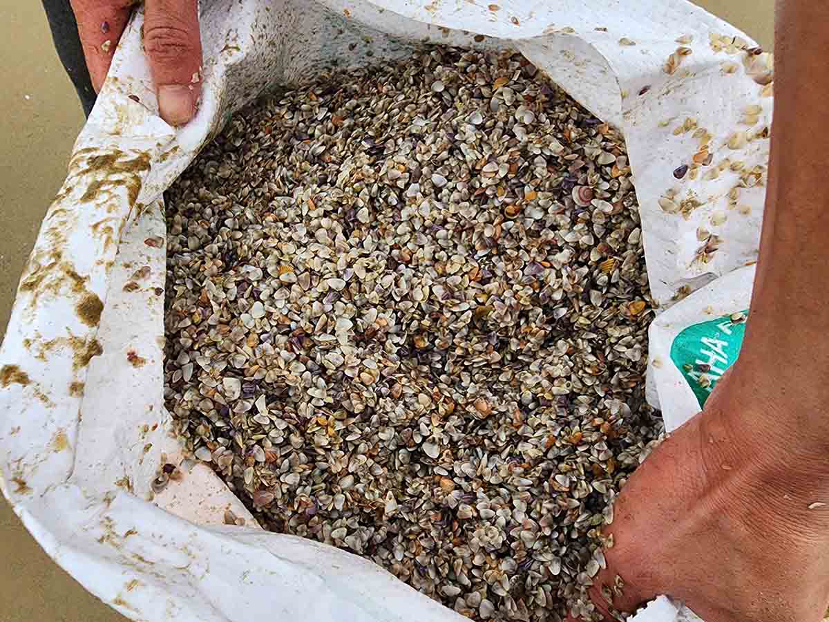 Ốc tép chủ yếu dùng làm thức ăn trong chăn nuôi thủy sản. Ảnh: Trần Tuấn