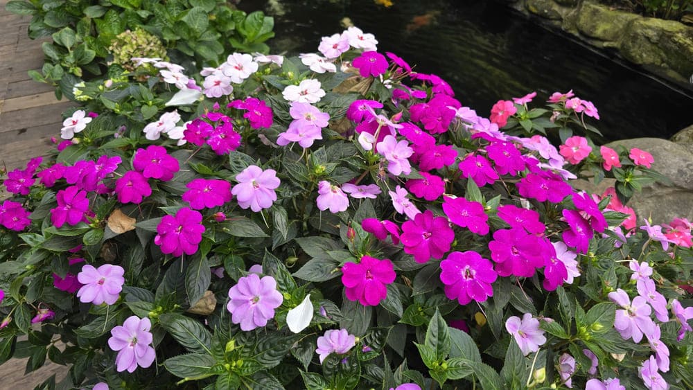 How to care for turmeric flowers will help them always be fresh and beautiful for a long time. Photo: Tuan Dat