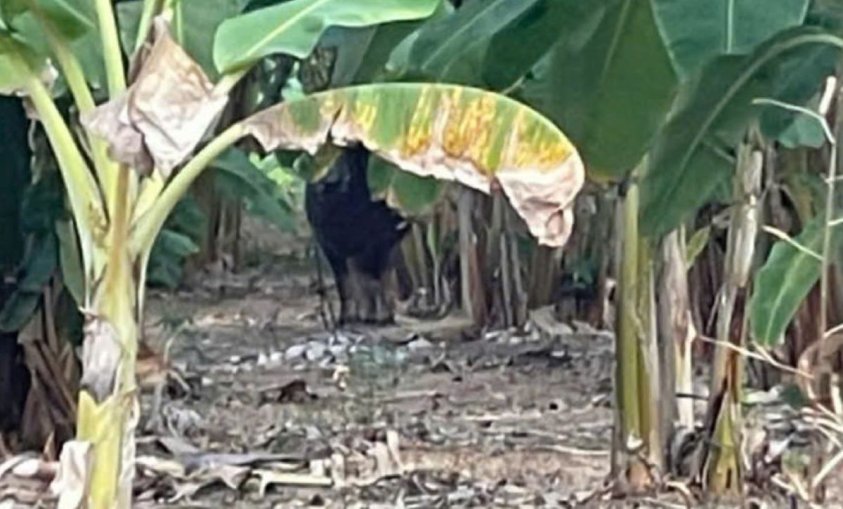 After hitting two injured people, the buffalo ran into a resident's garden. Photo: Lao Bao