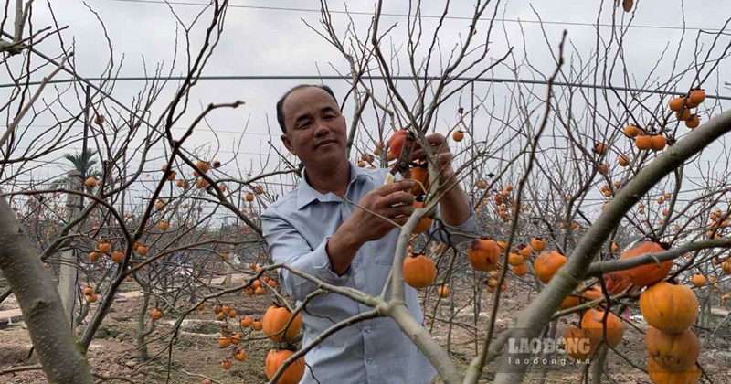 Chủ vườn hồng cổ Ninh Bình thu nhập từ rễ cây tiền tỷ