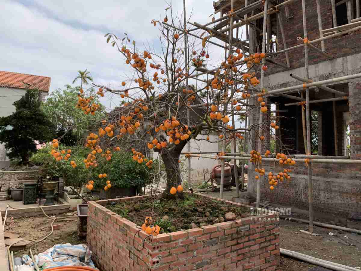 Cây hồng cổ được trả giá