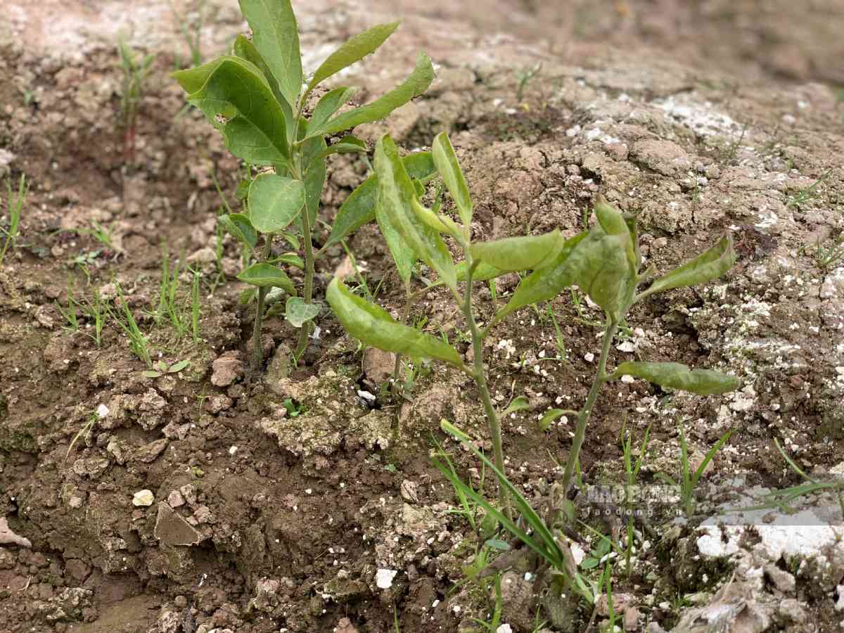 Cây hồng cổ sau khi đánh đi bán sẽ để lại phần rễ, ông Cừ tận dụng nhân giống từ rễ cây. Ảnh: Lương Hà