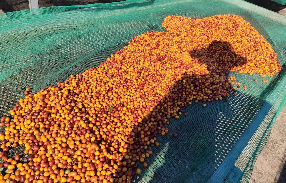 Hạt cà phê Khe Sanh. Ảnh: Trần Lâm