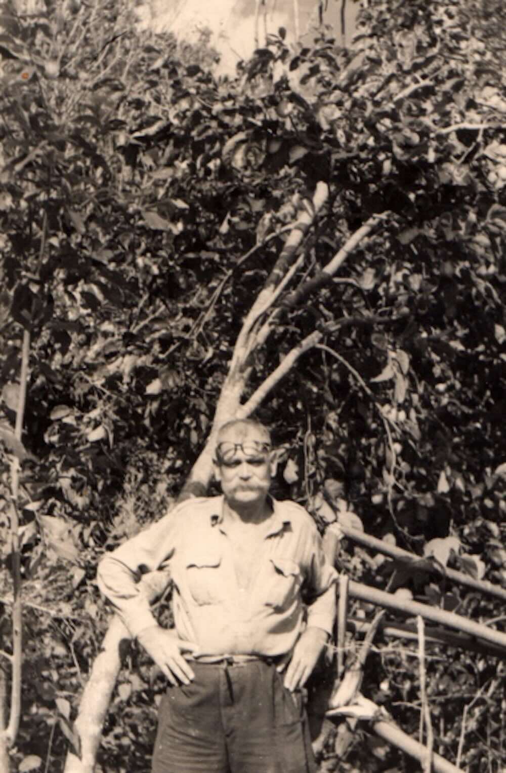 Eugène Poilane bên cây hồng trĩu quả đến nỗi thân cây oằn xuống. Nguồn: https://journals.openedition.org