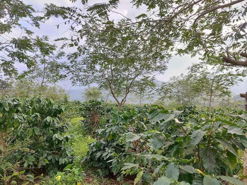 Vườn cà phê của Cử nhân Kinh tế Trương Nhật Linh tại xã Hướng Phùng, tỉnh Quảng Trị. Ảnh: Trần Lâm