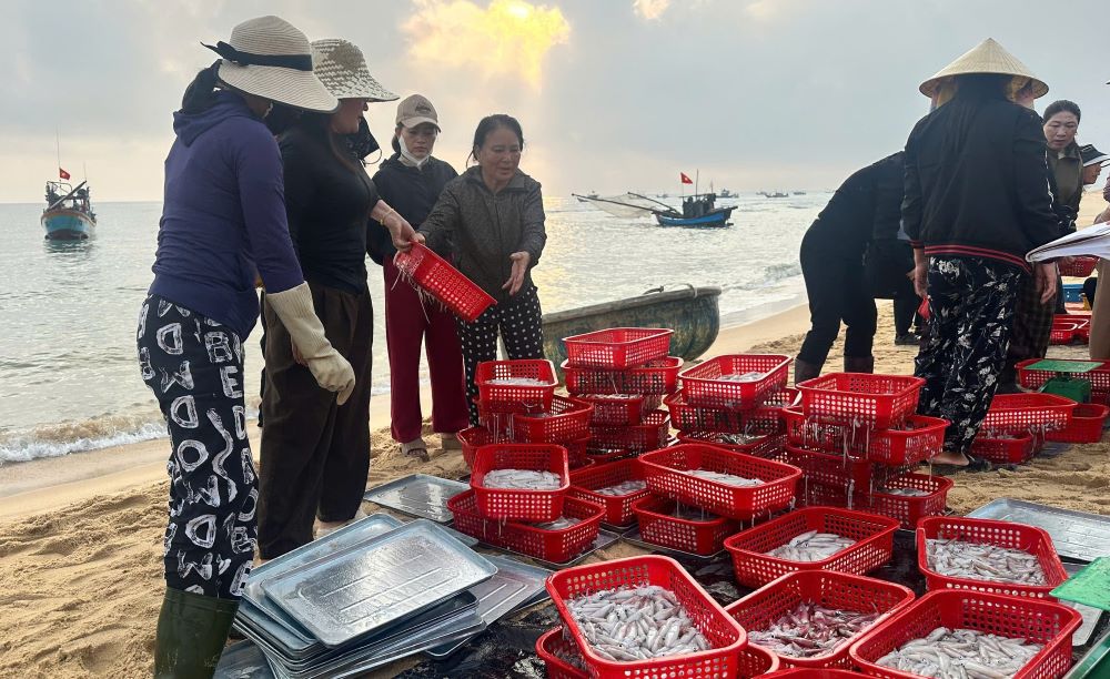 In the first sea trips of the year, fishermen in the coastal area of Nam Trach commune caught a squid crop. Photo: Thanh Trung
