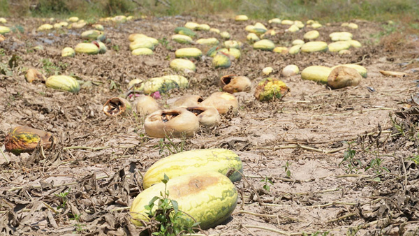 Due to disputes over sales contracts, hundreds of tons of watermelons were thrown away with billions of dong. Photo: Thanh Tuan