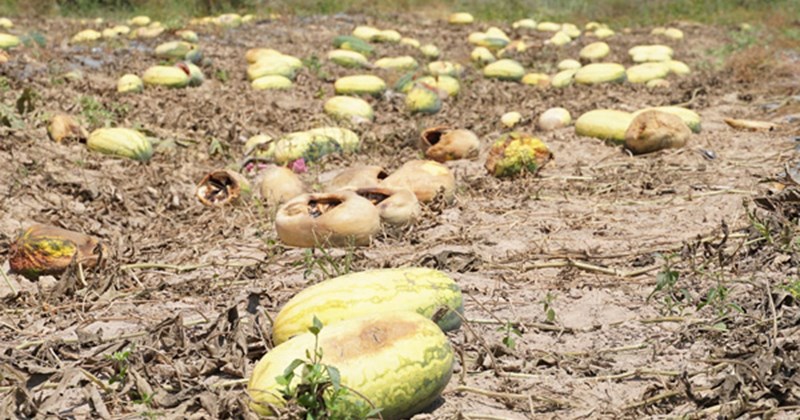 Tranh chấp hợp đồng, hàng trăm tấn dưa hấu đổ ra đường