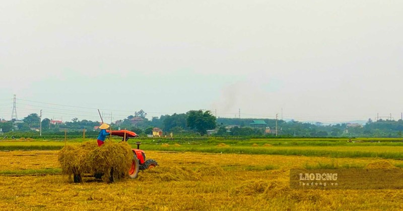 Miễn thuế đất nông nghiệp: Hộ gia đình nào đủ điều kiện?
