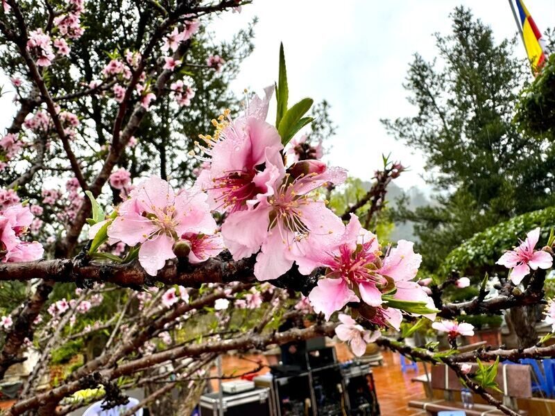 Những cây hoa đào - loài hoa đặc trưng của xứ Lạng bung nở rực rỡ. Ảnh: Khánh Linh