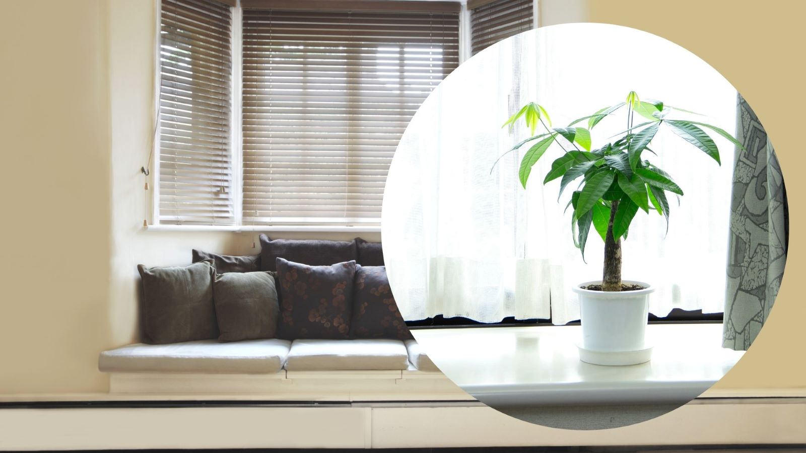 Small pots of plants placed in the protruding window area are a way to decorate to make the space more fresh and welcome natural light. Graphics: Thanh Thanh