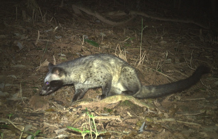 Cận cảnh những loài thú quý vừa được ghi nhận tại rừng Mỹ Sơn, Đà Nẵng. Ảnh: Trường An